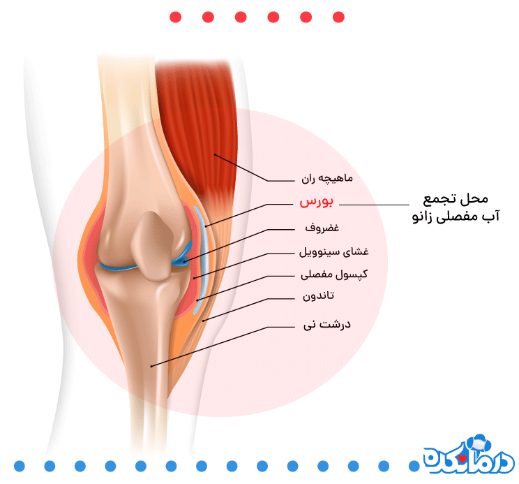 به صورت گرافیکی آناتومی زانو را می‌بینید 