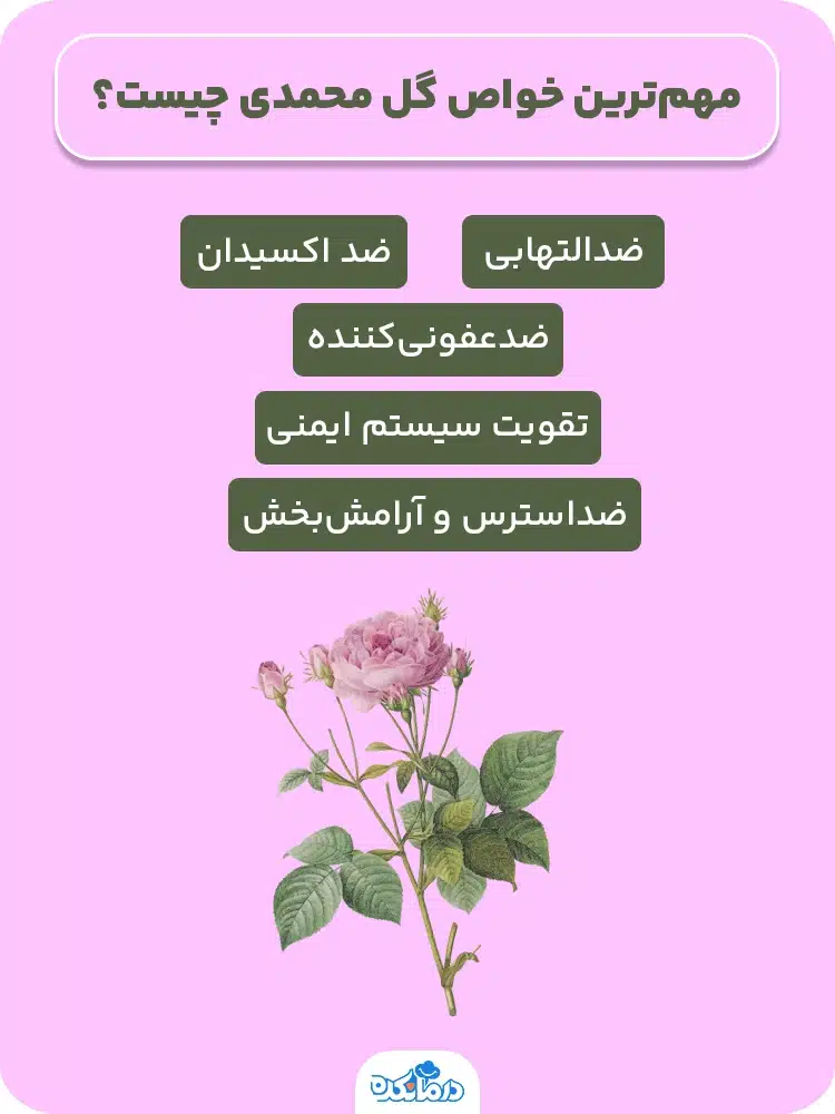 اینفوگرافیکی که خواص گل محمدی را نشان می‌دهد.