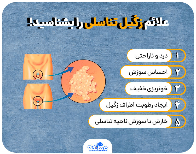 اینفوگرافیک علائم زگیل تناسلی