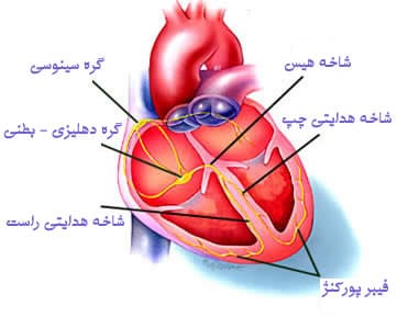 آناتومی قلب